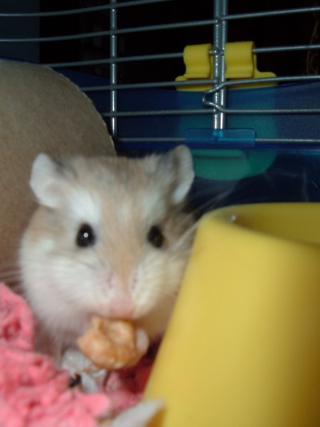 Finn eating a cheerio.
