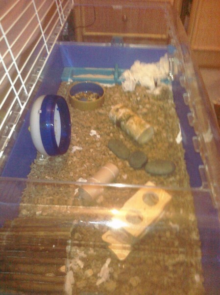 Picalo in his new cage