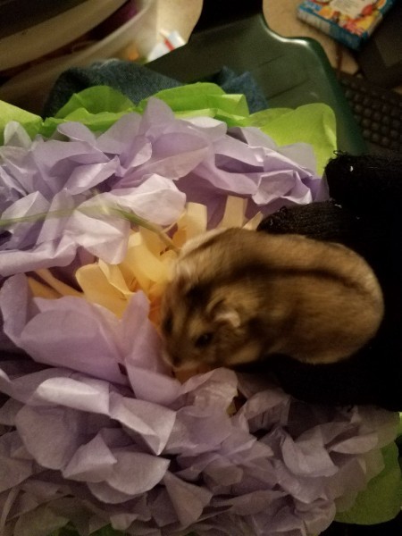 Hamtaro playing with the paper flower