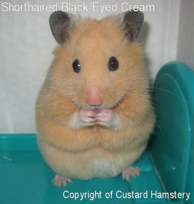 What Colour is my Hamster? - Hamster Central WIKI