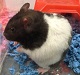 AlvinTheHamster's Avatar