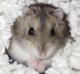 Angelthehamster's Avatar