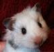 CameraHamster's Avatar