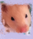 CocoTheHamster123's Avatar