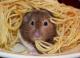 Hamster_Brat's Avatar