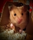 HamsterCare1's Avatar