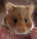 HamsterGranny's Avatar