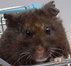 Hamsterita's Avatar