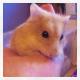 HamsterObsessed's Avatar