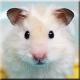 hamstertroy's Avatar