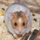 Happy_Hamster's Avatar