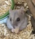 Happyhamster8's Avatar