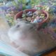 HarleytheHamster2017's Avatar