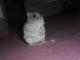 Ilovehamsters's Avatar