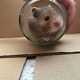 Isleofhamsters's Avatar