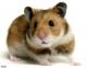 Kent Hamster's Avatar