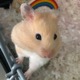 milliehamster's Avatar