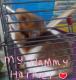 My Hammy Harriet's Avatar