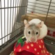 pebblethehamster's Avatar