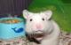 RosieTheHamster's Avatar