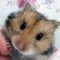 siuhamster's Avatar