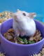 Suehammy's Avatar