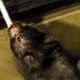 TheHamsterCher's Avatar