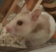 timidLittleHamster's Avatar