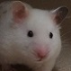 yasmin_the_hamster's Avatar