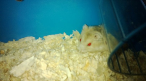 my hamsters