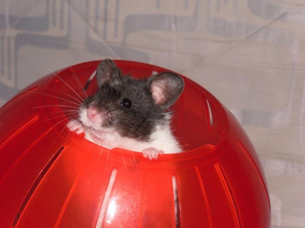 In my ball