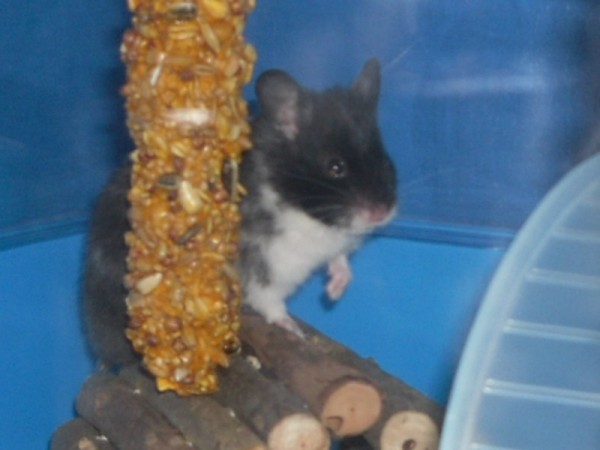 Sirius the Hamster