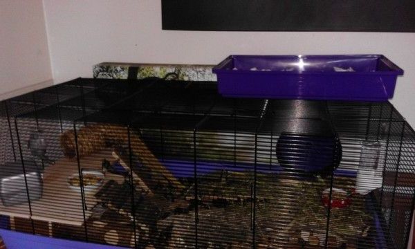 pips new cage