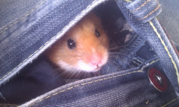 Boo crawling into my pocket