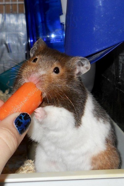 Nummmy carrot