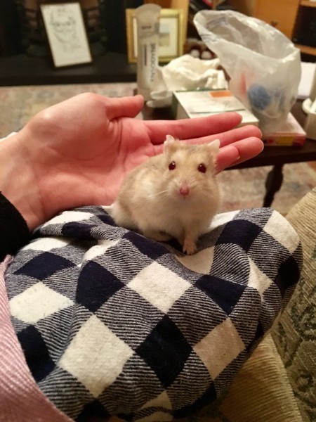 Ozzy the Russian dwarf hamster