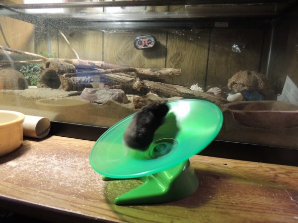 Cubby On The Play Ground's Flying Saucer