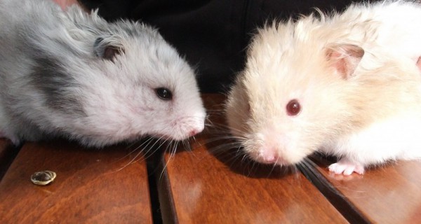 My Babies Bertie &amp; Gertie