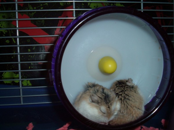 Finn and Jake snoozing in the wheel.