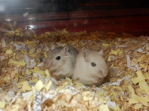 Gerbils