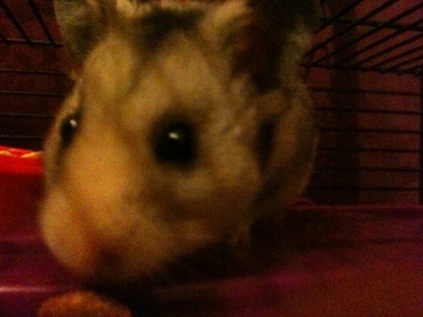 Syrian hamster named Smokey