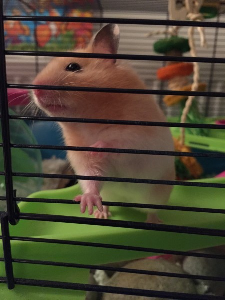 Applejack our first Syrian hamster!