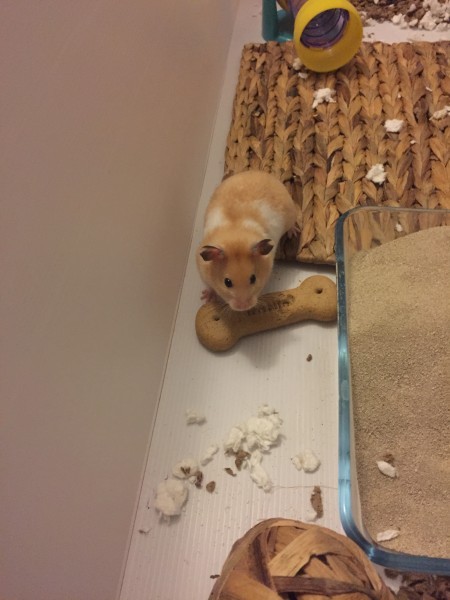 Applejack our first Syrian hamster!