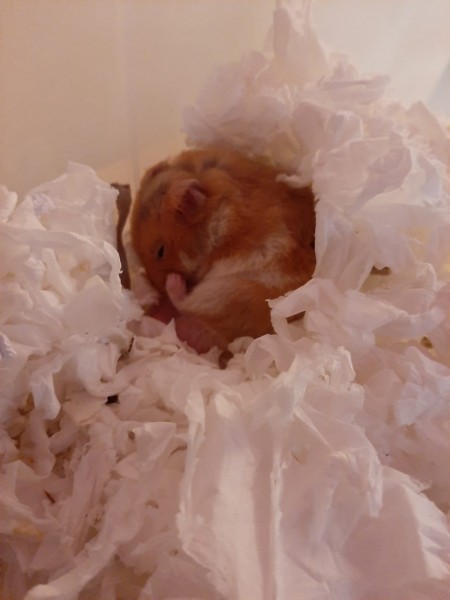 my syrian hamster simba