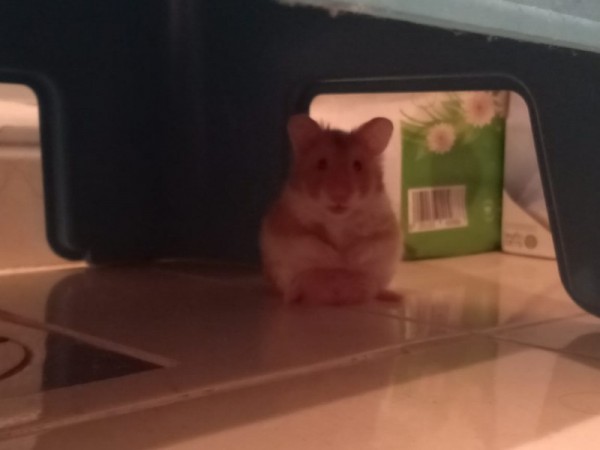 my syrian hamster simba