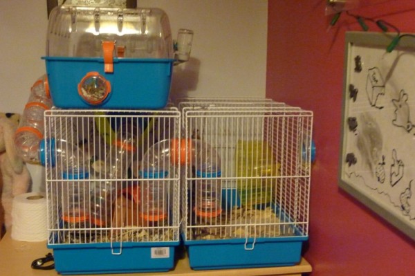 2014 hamster cage:)