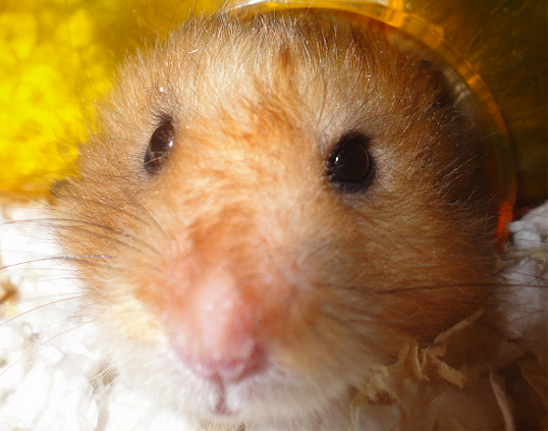 Sir Hammy - Yellow Head