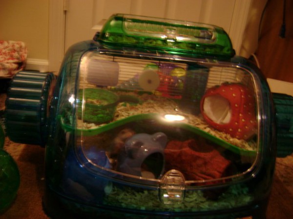 the hamster mansion