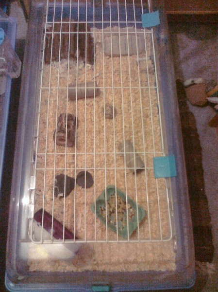 Pachie's cage 17/7/12