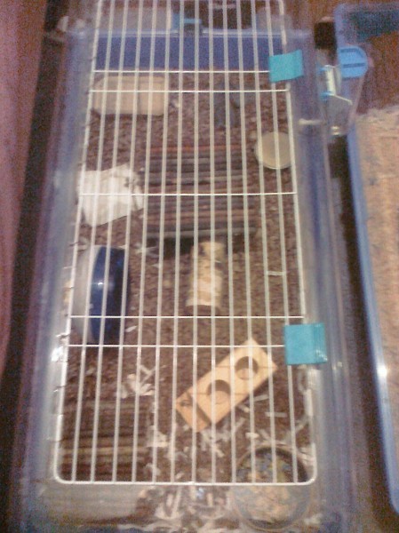 Picalo's cage 17/7/12